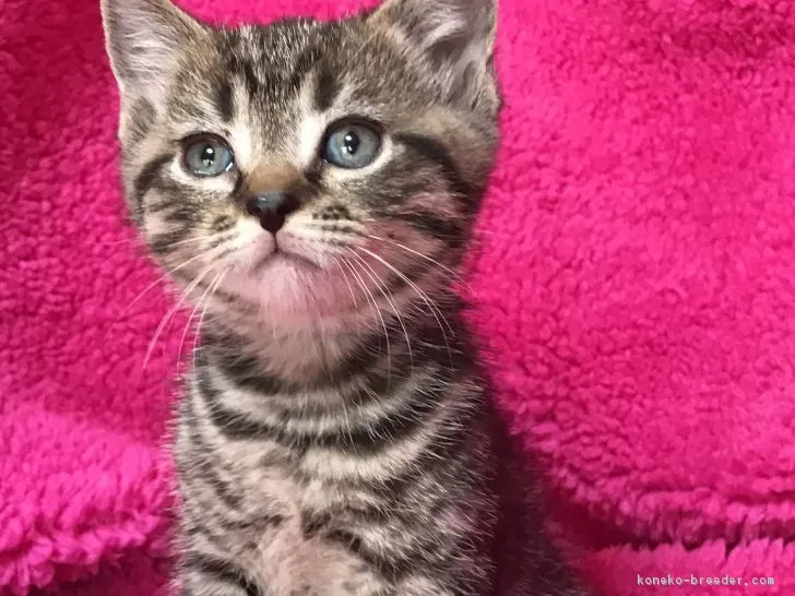 ID:1712-00245の子猫