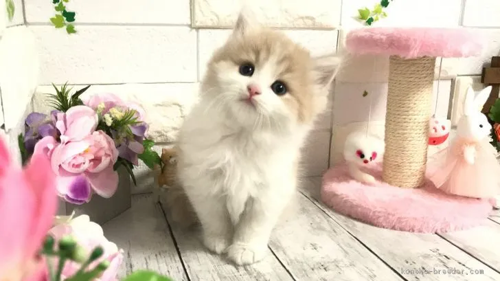 ID:2103-00181の子猫