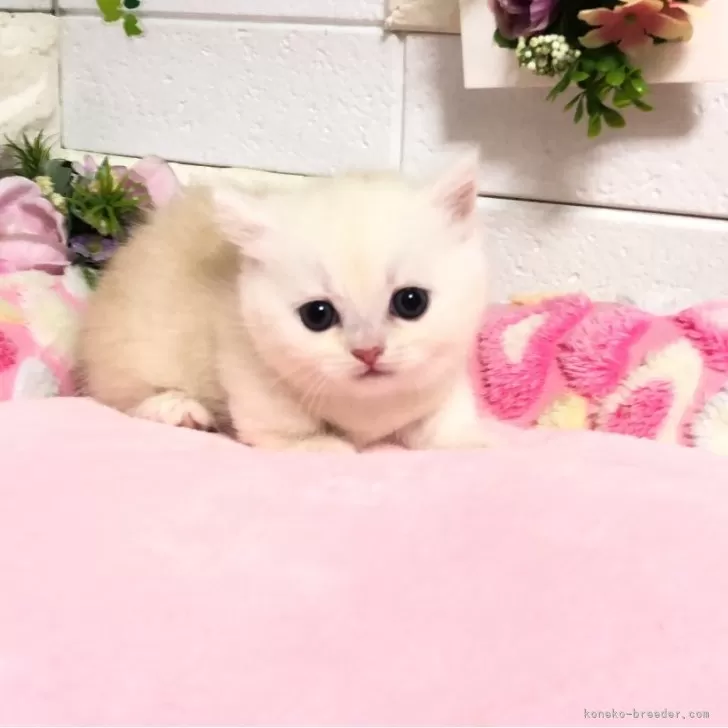 ID:2409-02555の子猫