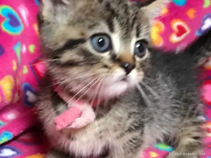 ID：1702-00803の子猫