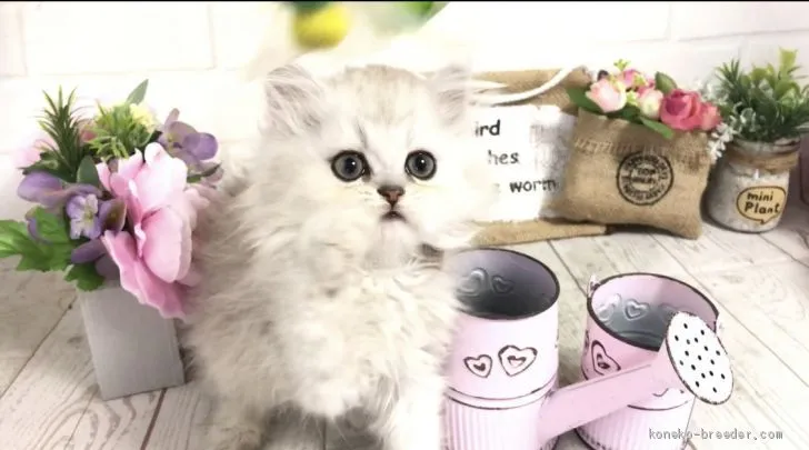 ID：1907-01367の子猫