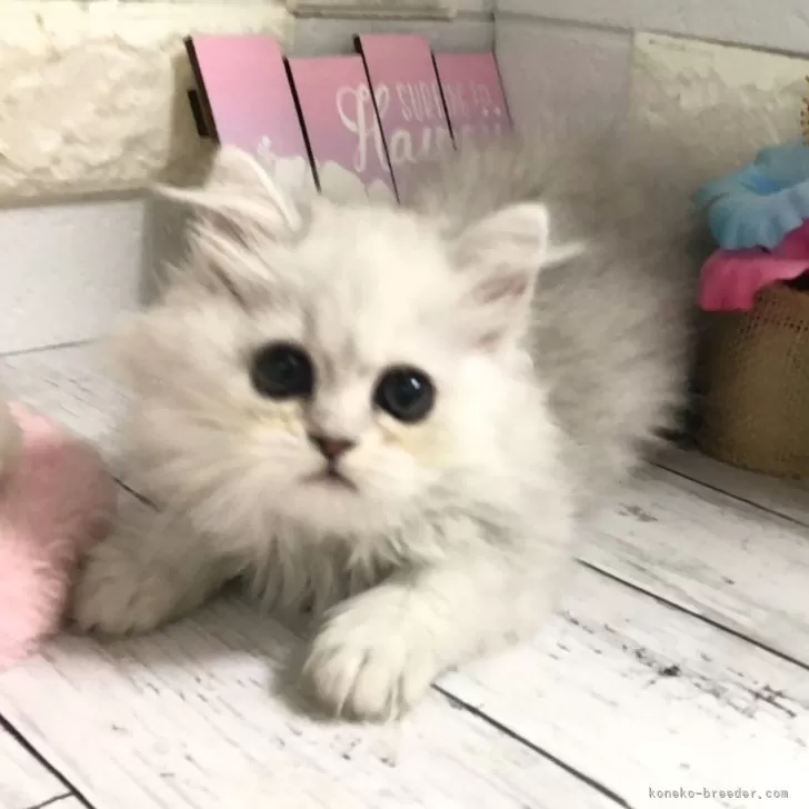 ID:2406-02404の子猫