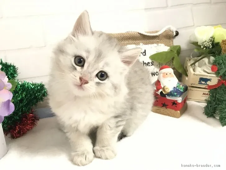 ID：1812-00265の子猫