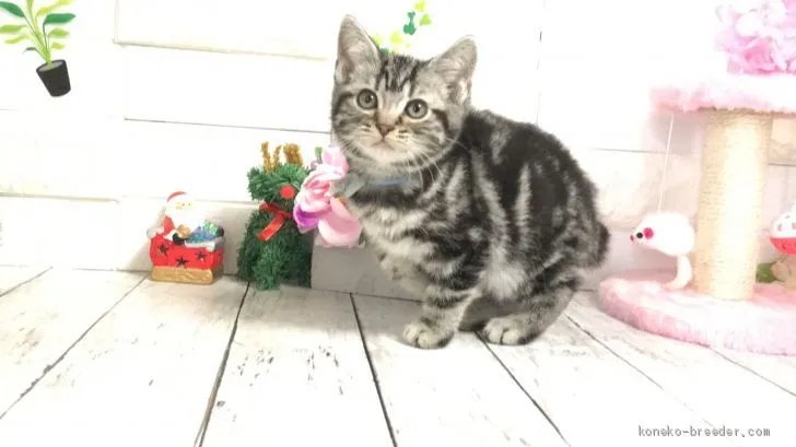 ID:2011-01108の子猫