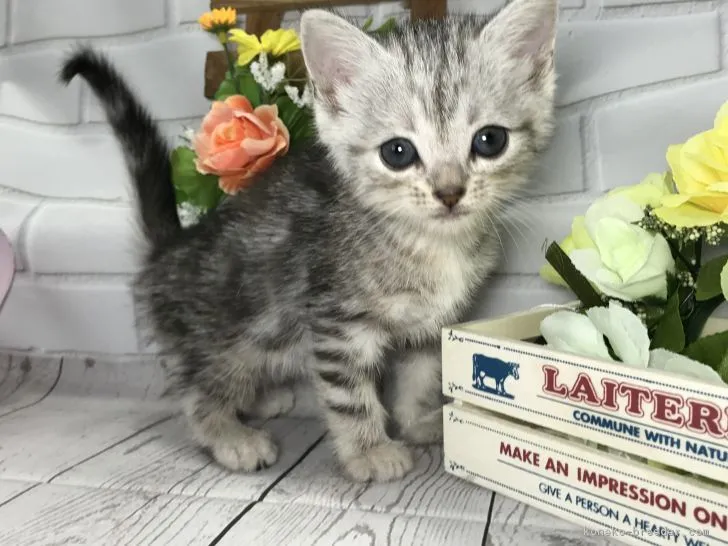 ID:1804-01703の子猫