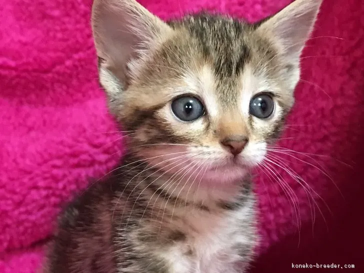 ID：1708-00045の子猫