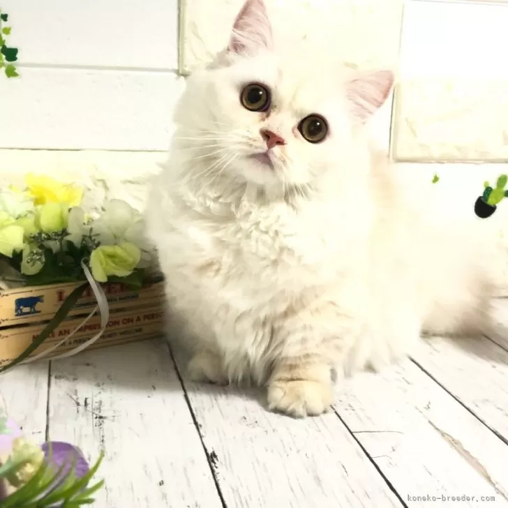 ID：2307-03078の子猫