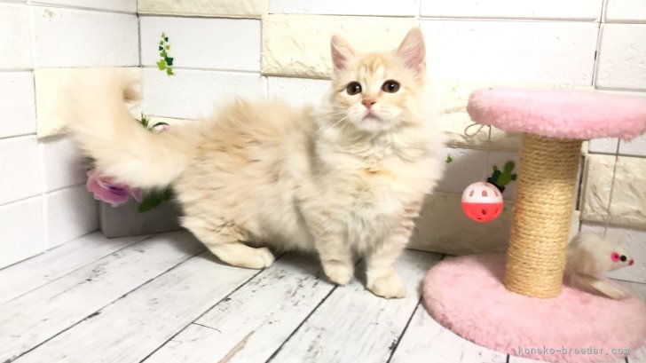 マンチカン【・女の子・2025年1月9日・クリームタビー】