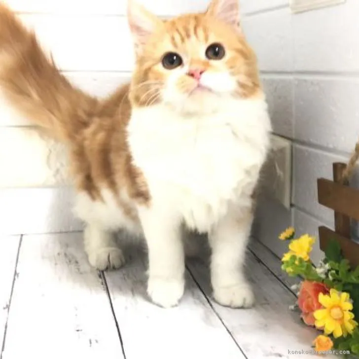 ID:2210-01040の子猫