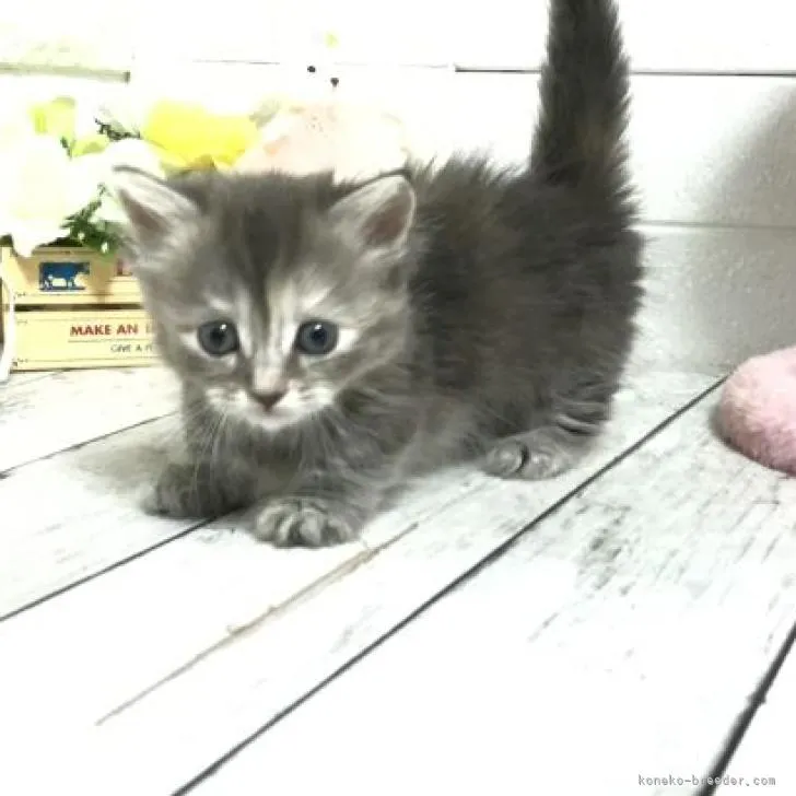 ID：2207-00908の子猫