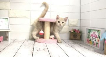 マンチカン【埼玉県・男の子・2021年4月9日・クリームタビー】の写真「とても人懐こく可愛い長足くん★」