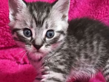 マンチカン【埼玉県・男の子・2017年6月26日・シルバータビー（短毛）】の写真「おっとり可愛い長足くん」