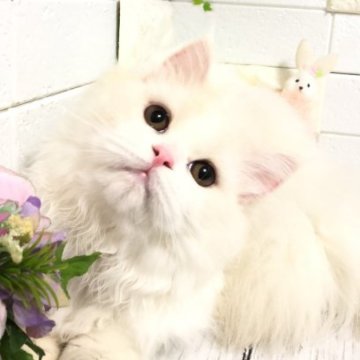 マンチカン(長足)【埼玉県・男の子・2023年4月21日・ホワイトクリーム（セミロング）】の写真「抱っこ喉ゴロゴロ😻お顔も性格も抜群に可愛」