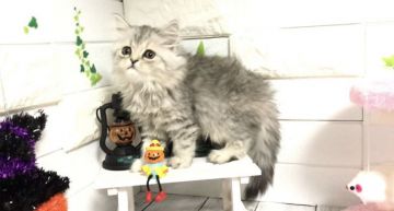 ミヌエット【埼玉県・女の子・2020年8月24日・シルバータビー（セミロング）】の写真「ふわふわ&もふもふの長足ちゃん」