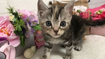 アメリカンショートヘア【埼玉県・女の子・2019年4月12日・ブラウンパッチドタビー】の写真「掲載6/5迄で販売終了・グーンとお下げ致しました！」