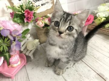 マンチカン(短足)【埼玉県・男の子・2019年4月17日・シルバータビー】の写真「人懐こくておっとり可愛い短足くん」