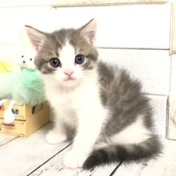 マンチカン【埼玉県・男の子・2023年5月27日・ブルー&ホワイト（セミロング）】の写真「綺麗な色のめちゃくちゃ可愛い長足くん①」