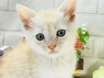 マンチカン(長足)【埼玉県・男の子・2018年3月19日・クリームタビー】の写真「人気のクリームタビー長足くん」