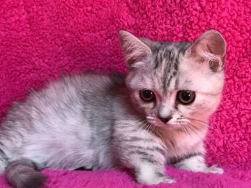 ミヌエット【埼玉県・女の子・2017年10月18日・シェーデットトーティシェル】の写真「まん丸顔・お目目ぱっちりの美人の極足短ちゃん♡」