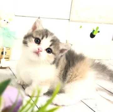 マンチカン【埼玉県・女の子・2023年5月27日・ダイリュートキャリコ（セミロング）】の写真「綺麗な色のめちゃくちゃ可愛い短足ちゃん②」