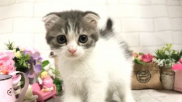 スコティッシュフォールド(折れ耳)【埼玉県・女の子・2019年5月7日・ブルータビー&ホワイト】の写真「元気いっぱいの可愛い折れ耳ちゃん♡」
