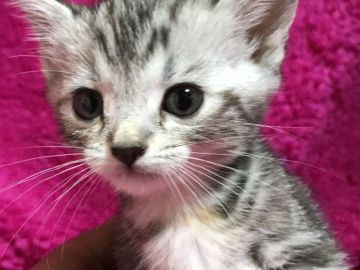 マンチカン【埼玉県・女の子・2017年6月21日・シルバーパッチドタビー（短毛）】の写真「可愛い足長ちゃん8/16までの掲載です」