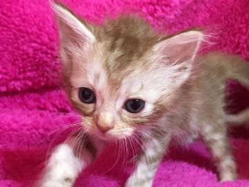 マンチカン【埼玉県・女の子・2017年6月25日・ブラウンタビー】の写真「カフェオレ色の可愛い長足ちゃん」