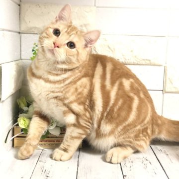 マンチカン【埼玉県・男の子・2023年6月3日・クリームタビー】の写真「♡お顔も性格もとても可愛い長足くん♡」