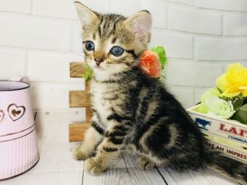マンチカン(長足)【埼玉県・男の子・2018年3月20日・ブラウンタビー】の写真「元気で人懐こい可愛い長足くん」