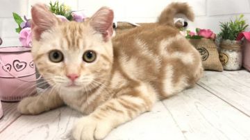 アメリカンショートヘア【埼玉県・男の子・2019年4月12日・クリームタビー】の写真「緊急お値下げ☆5日間限定☆8/22までの特別価格」