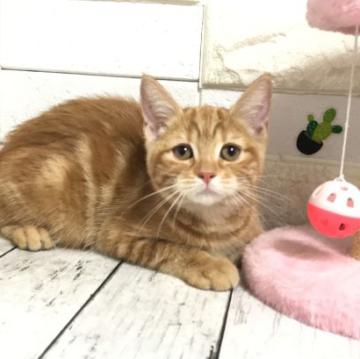 マンチカン【埼玉県・女の子・2022年3月21日・レッドタビー】の写真「めっちゃ可愛い長足ちゃん♡」