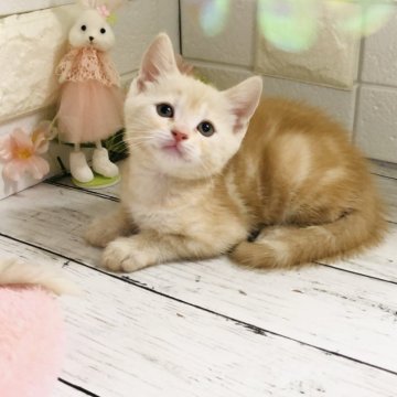マンチカン【埼玉県・女の子・2024年4月2日・クリームタビー】の写真「可愛いお顔の長足ちゃん6/4販売終了です」