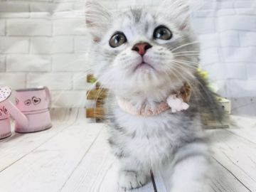 ミヌエット【埼玉県・男の子・2018年3月7日・シェーデットシルバー（長毛）】の写真「優しいお顔の可愛い短足くん☆」