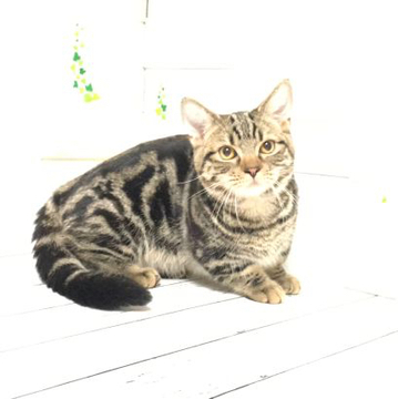 マンチカン【埼玉県・男の子・2022年3月21日・ブラウンタビー】の写真「短足くんでこの価格❣️」