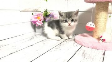 マンチカン【埼玉県・男の子・2021年10月29日・ブルー&ホワイト】の写真「お目目ぱっちりまん丸お顔の可愛い極短足くん」