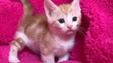 マンチカン【埼玉県・男の子・2017年9月30日・レッドタビー&ホワイト】の写真「おっとり可愛い中足短くん」