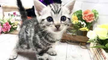 アメリカンショートヘア【埼玉県・男の子・2018年8月18日・シルバータビー】の写真「まだ幼いですがとても人懐こくて可愛い男の子です」