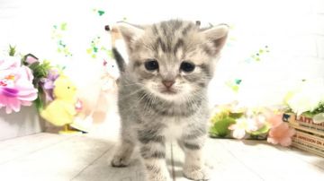 アメリカンショートヘア【埼玉県・女の子・2020年4月4日・ブルークリーム】の写真「まだまた幼いですがお顔の可愛いタレ目の可愛い子」