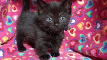 マンチカン【埼玉県・男の子・2017年2月13日・ブラックスモーク（短毛）】の写真「黒猫クールでカッコいい足短くんM」