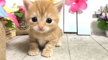 マンチカン【埼玉県・女の子・2020年6月4日・レッドタビー】の写真「お目目こぼれそうでとても可愛い短足ちゃん♡」