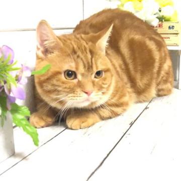 マンチカン(短足)【埼玉県・男の子・2022年4月20日・レッドタビー】の写真「おっとりしてて性格もお顔もまん丸で可愛い短足くん」