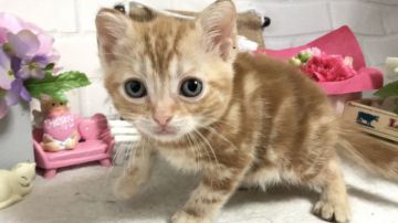 アメリカンショートヘア【埼玉県・男の子・2019年4月12日・レッドタビー】の写真「掲載6/5迄で販売終了・グーンとお下げ致しました！」