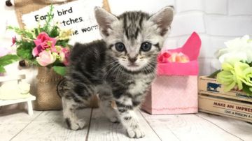 アメリカンショートヘア【埼玉県・男の子・2019年5月17日・シルバータビー】の写真「可愛いお顔の男の子くん」