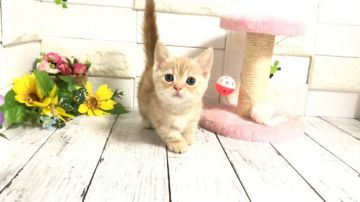 マンチカン【埼玉県・女の子・2021年6月25日・クリームタビー】の写真「まん丸顔がとても可愛いちゃん　パパＷチャンピオン」