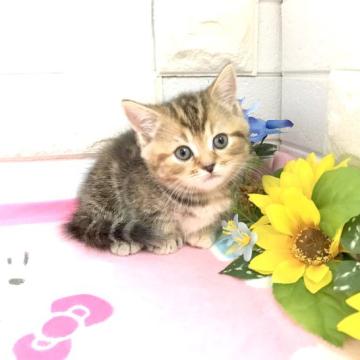 マンチカン【埼玉県・女の子・2022年8月10日・ブラウンパッチドタビー】の写真「お目ぱっちりまん丸お顔で可愛い短足ちゃん」