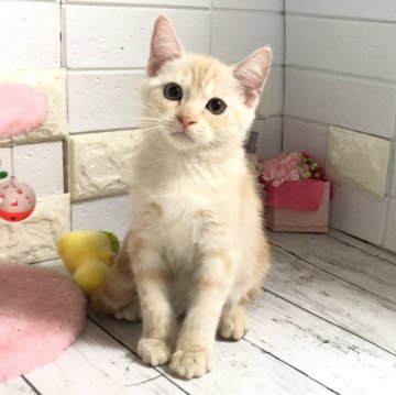 マンチカン(長足)【埼玉県・男の子・2024年9月8日・クリームタビー】の写真「優しいお顔がたまらなく可愛い長足くん💕両親🧬◎」