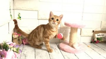 マンチカン【埼玉県・男の子・2021年5月1日・レッドタビー】の写真「お目目が大きなとても可愛い長足くん」