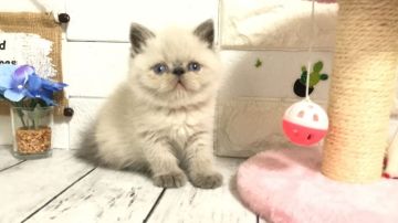 エキゾチックショートヘア【埼玉県・男の子・2022年3月30日・シールリンクスポイント】の写真「まん丸お顔で甘えん坊の可愛い男の子くん」