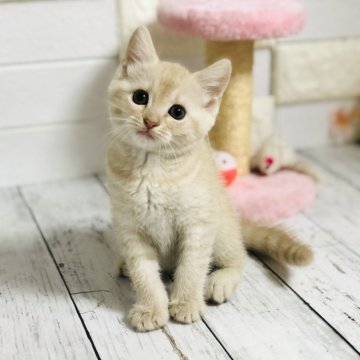 マンチカン【埼玉県・女の子・2024年4月2日・クリームタビー】の写真「可愛いお顔の長足ちゃん♡」