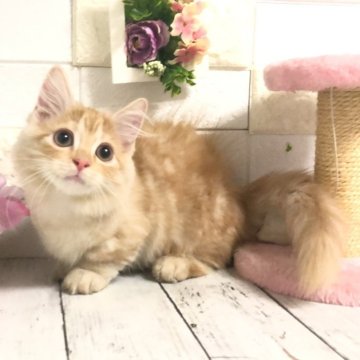 マンチカン(短足)【埼玉県・男の子・2024年5月2日・レッドタビー（セミロング）】の写真「めちゃくちゃ性格も可愛いさ満点短足くん🩷」
